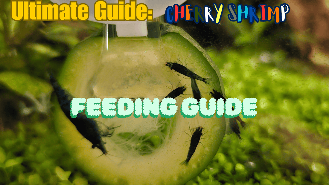 Comprehensive Guide to Feeding Cherry Shrimp (Neocaridina Shrimp)