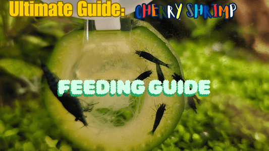 Comprehensive Guide to Feeding Cherry Shrimp (Neocaridina Shrimp)