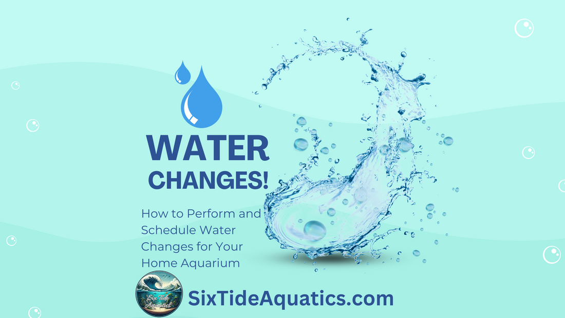 How to Perform and Schedule Water Changes for Your Home Aquarium