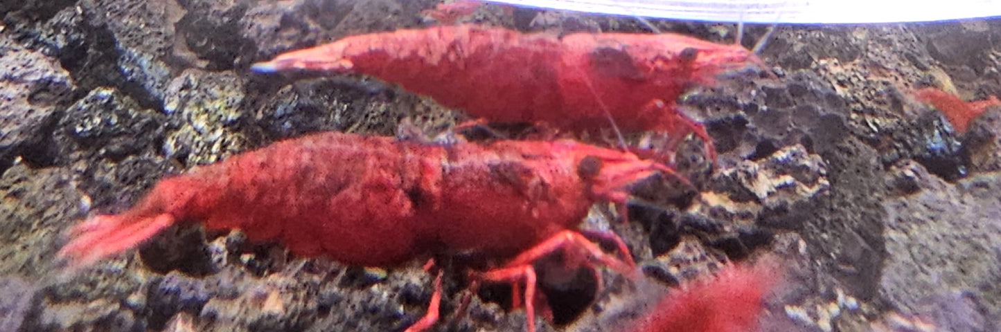 Fire Red Neocaridina Shrimp