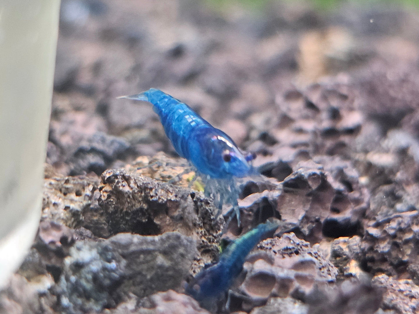 Blue Dream Neocaridina Shrimp