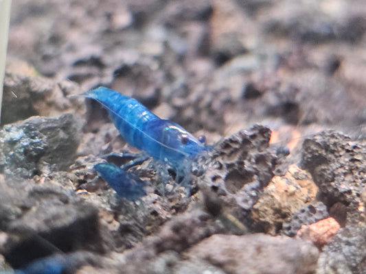 Blue Dream Neocaridina Shrimp