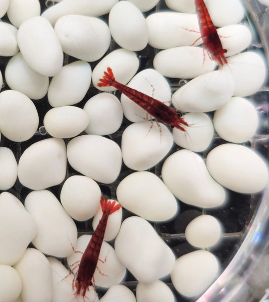 Fire Red Neocaridina Shrimp