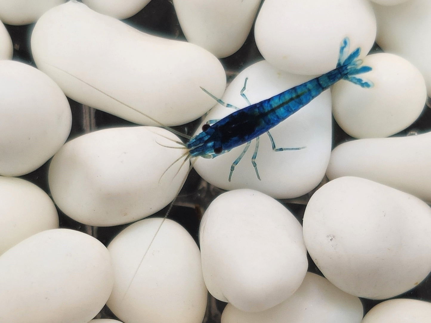 Blue Dream Neocaridina Shrimp