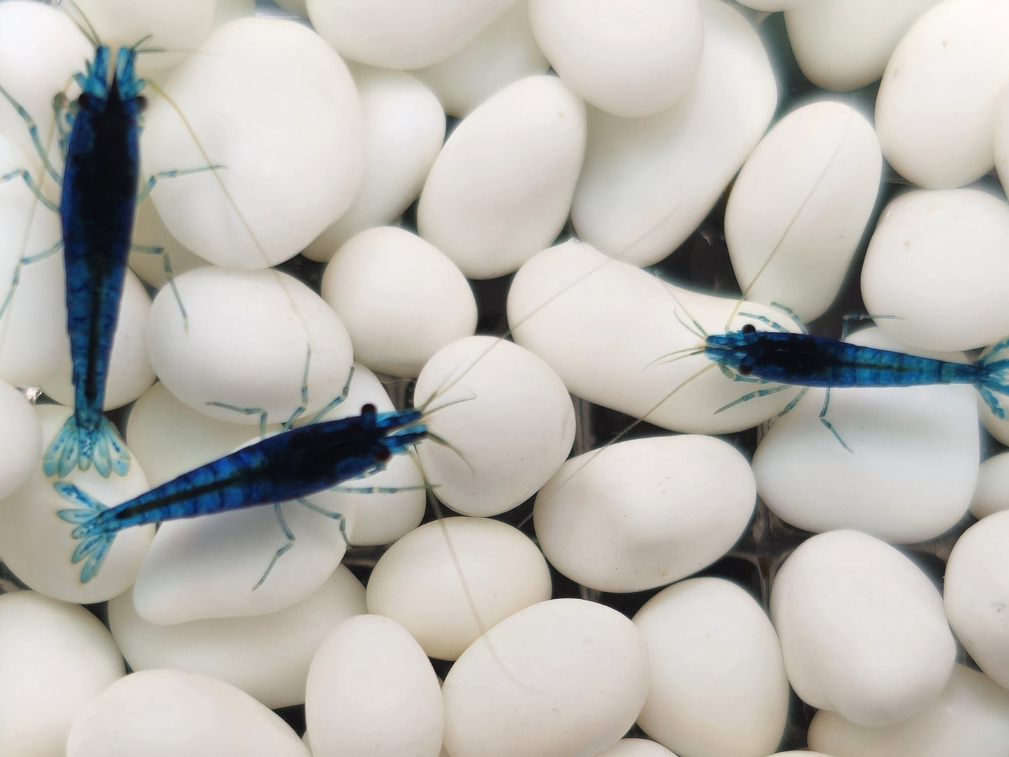 Blue Dream Neocaridina Shrimp