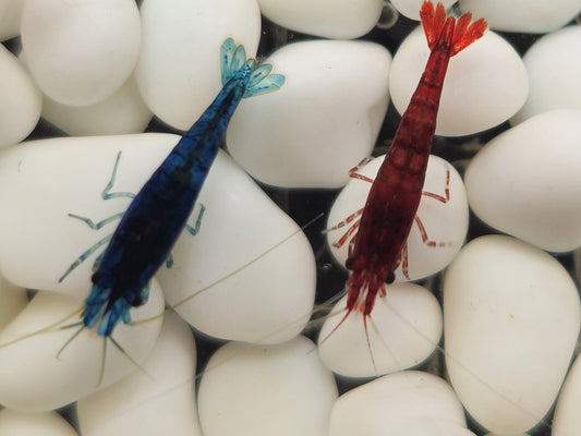 Neocaridina Shrimp Dream Fire Pack