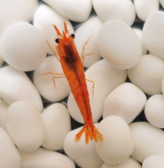 Pumpkin (Orange) Neocaridina Shrimp