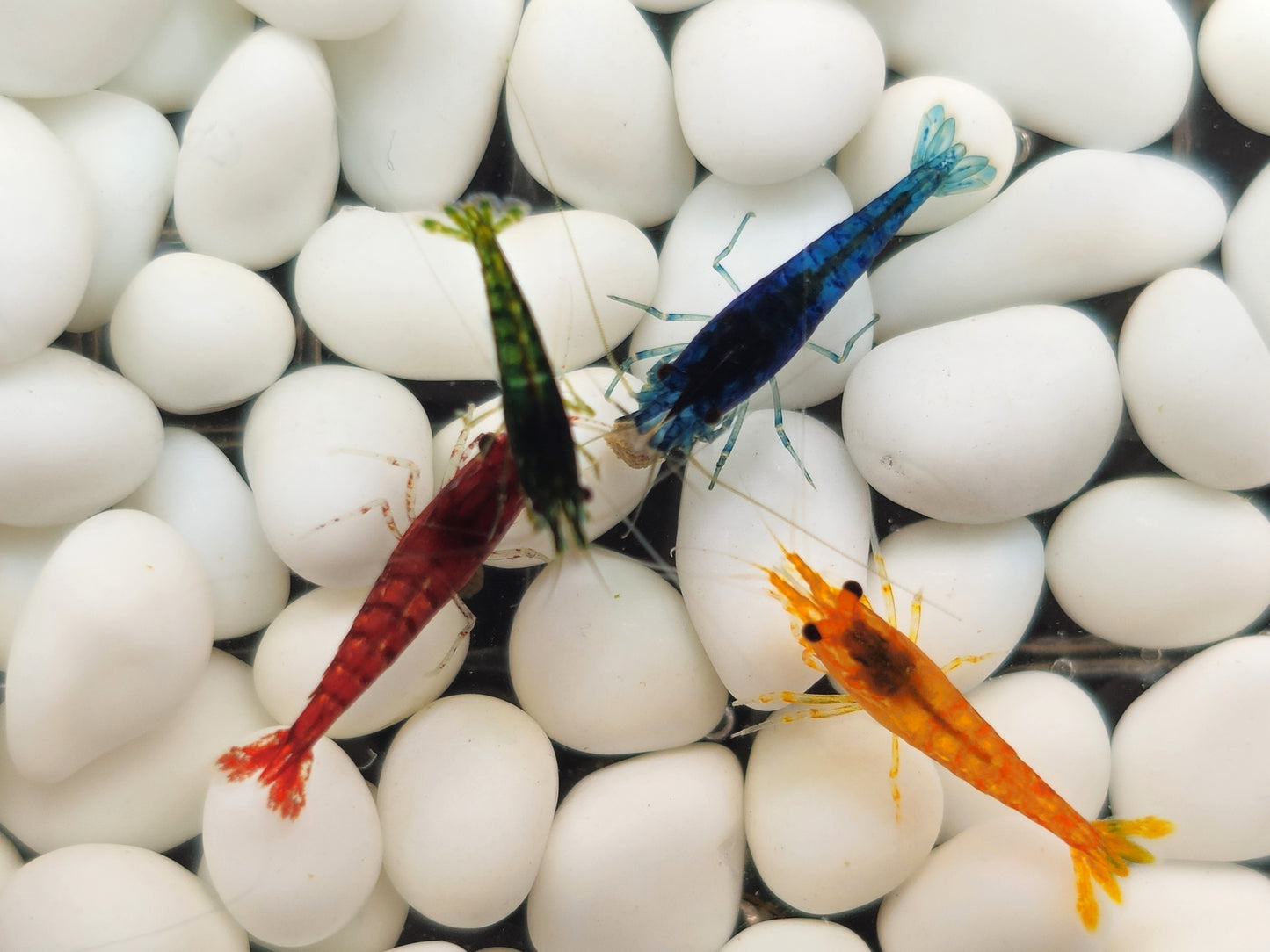 Neocaridina Shrimp Rainbow Pack